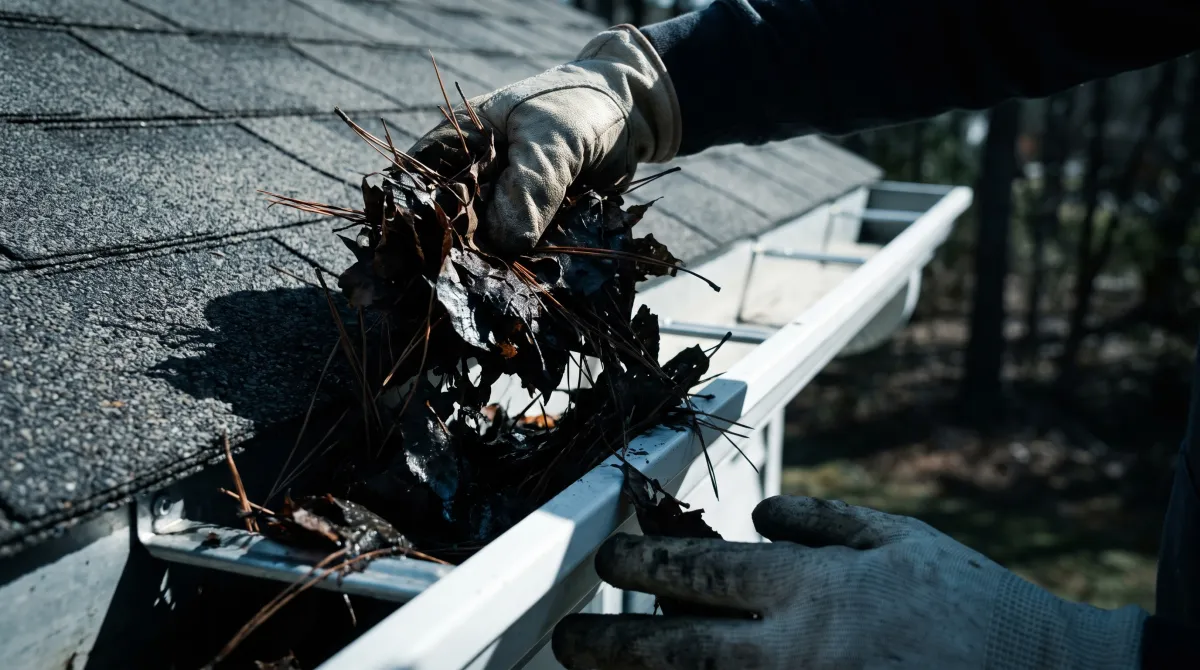 Gloved hand pulling pine needles and leaves out of a gutter